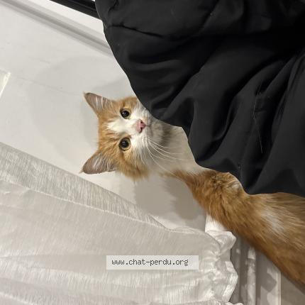 Foto 1/1 Gato encontrado Encontrado en Choisy le roi