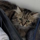 Foto del gato perdido en Brest