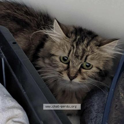 Foto 1/1 Wampa Chat perdido en Brest