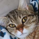 Foto del gato perdido en Vaux En Beaujolais