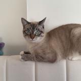 Foto del gato perdido en La Bassee