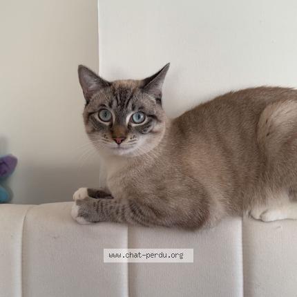 Foto 1/1 Martin Chat perdido en La bassee