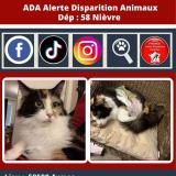 Foto del gato perdido en Armes