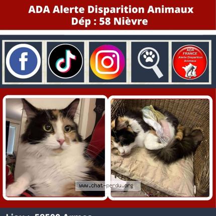 Foto 1/1 Bella Chat perdido en Armes