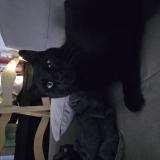 Foto del gato perdido en Le Luc