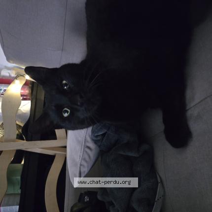 Foto 1/1 Doudou Chat perdido en Le luc