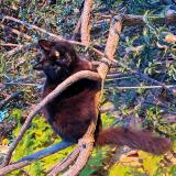 Foto del gato perdido en Carqueiranne