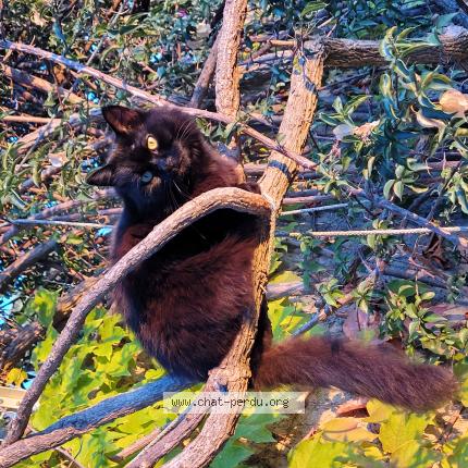 Foto 1/1 Shirley Chat perdido en Carqueiranne