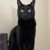 Foto del gato perdido en Quebec