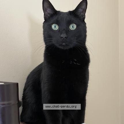 Foto 1/1 Jiji Chat perdido en Quebec