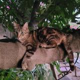 Foto del gato perdido en Carqueiranne