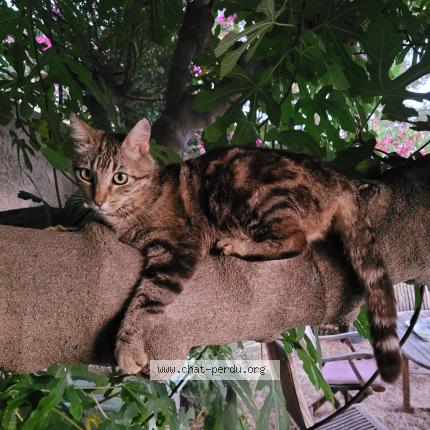 Foto 1/1 Rom&eacute;o Chat perdido en Carqueiranne