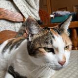 Foto del gato perdido en Carmarthen Sa31 3eh