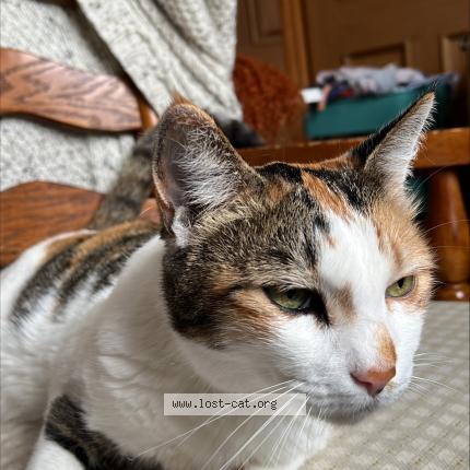 Foto 1/1 India Chat perdido en Carmarthen sa31 3eh