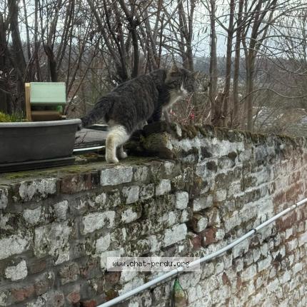 Foto 1/1 Gato encontrado Encontrado en Chenee