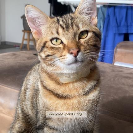 Foto 1/1 Tony Chat perdido en Challans