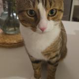 Foto del gato perdido en Villemomble