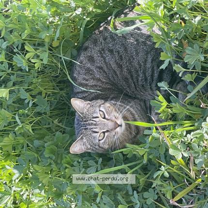 Foto 1/1 Yuka Chat perdido en Nages et solorgues