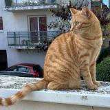 Foto del gato perdido en Rennes