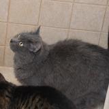 Foto del gato perdido en Laon