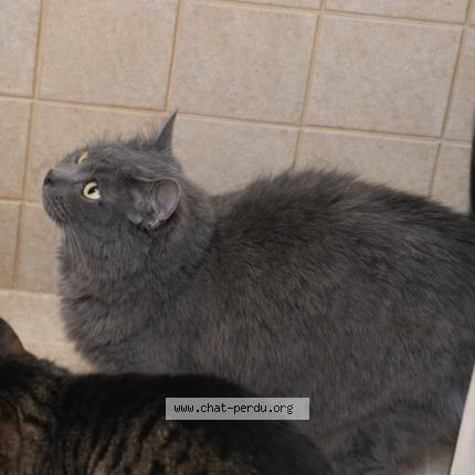 Foto 1/1 Nala Chat perdido en Laon