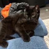 Foto del gato perdido en Rouen