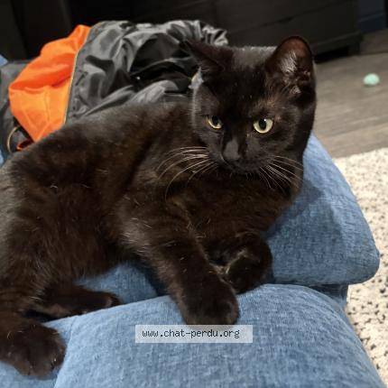 Foto 1/1 Milou Chat perdido en Rouen