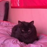 Foto del gato perdido en Montigny Sur Chiers