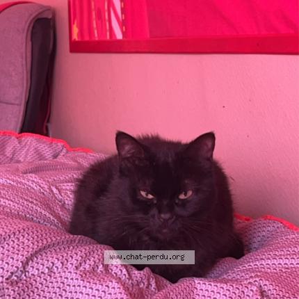 Foto 1/1 Clochette Chat perdido en Montigny sur chiers