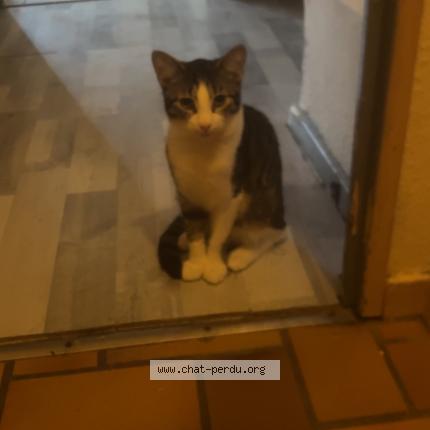 Foto 1/1 Alpi Chat perdido en Froeschwiller