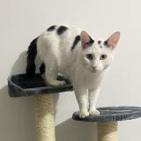 Foto del gato perdido en Besancon