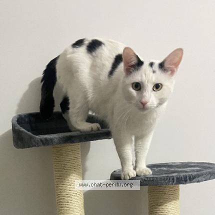 Foto 1/1 Boby Chat perdido en Besancon