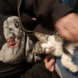 Foto del gato perdido en 29 Palms