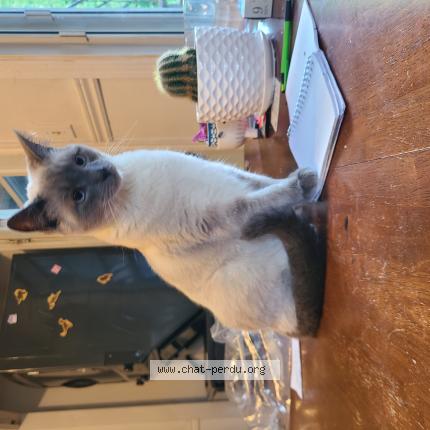 Foto 1/1 leonard Chat perdido en St jerome