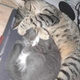 Foto del gato perdido en Monclar