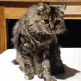 Foto del gato perdido en Amiens