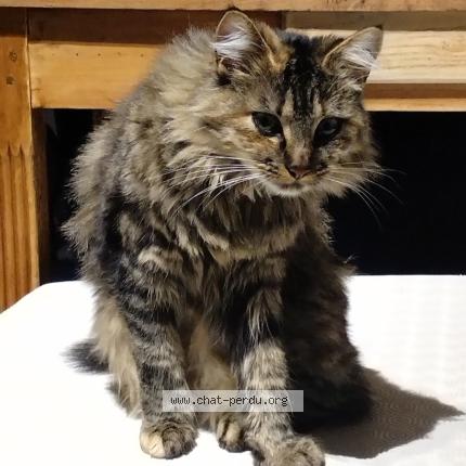 Foto 1/1 VICKY Chat perdido en Amiens