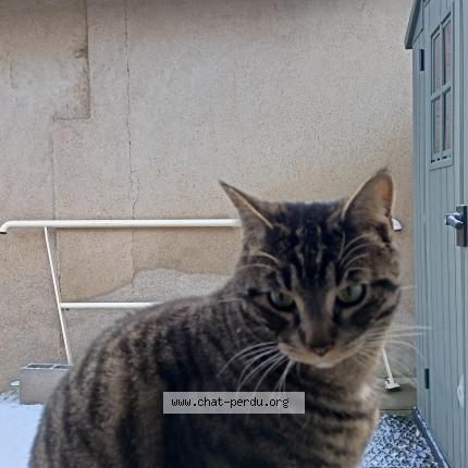 Foto 1/1 Ike Chat perdido en Leves