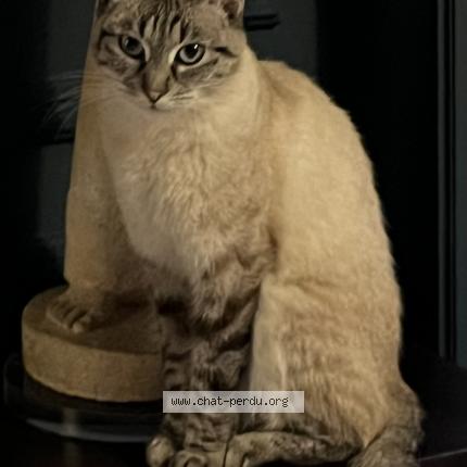 Foto 1/1 Roxy Chat perdido en Ixelles