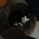 Foto del gato perdido en Lherm