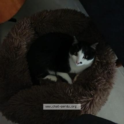 Foto 1/1 P&eacute;pito Chat perdido en Lherm