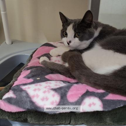 Foto 1/1 Violette Chat perdido en Magescq