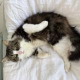 Foto del gato perdido en Pins Justaret