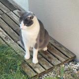 Foto del gato perdido en Trelaze