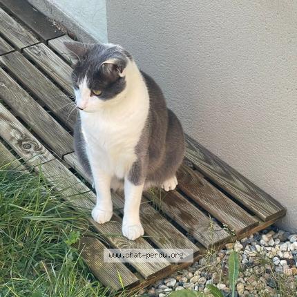 Foto 1/1 Mimi Chat perdido en Trelaze