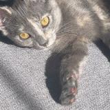 Foto del gato perdido en Goussainville