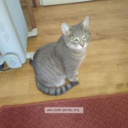 Foto 1/1 Bounty Chat perdido en Vinon sur verdon