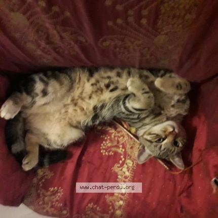 Foto 1/1 Ma&iuml;co Chat perdido en Artannes sur indre