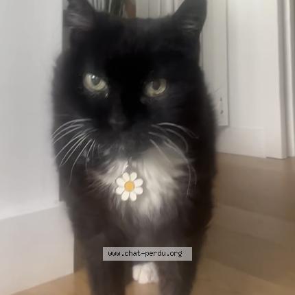 Foto 1/1 Beltza Chat perdido en Anglet