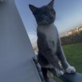 Foto del gato perdido en Gagnac Sur Garonne